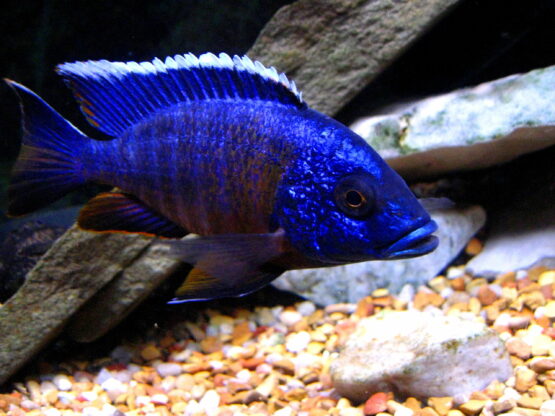 Blue Regal Peacock cichlid