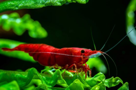 bloody-mary-shrimp