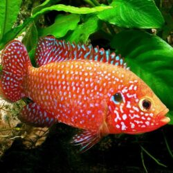 Jewel-Cichlid