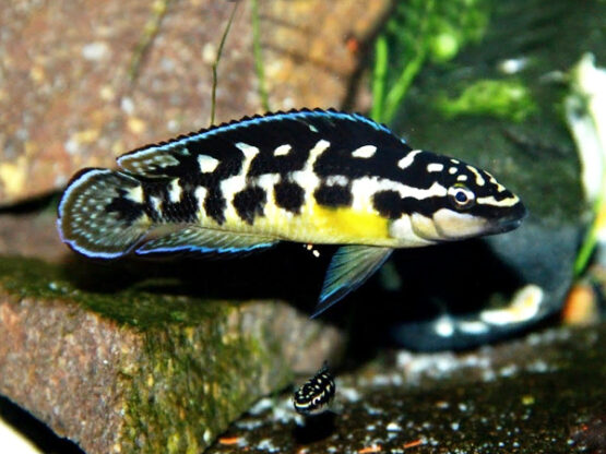 Julidochromis marlieri black
