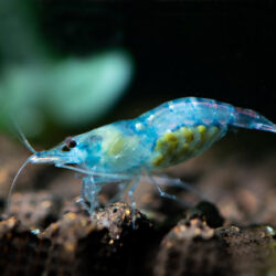 Blue-Jelly-Shrimp
