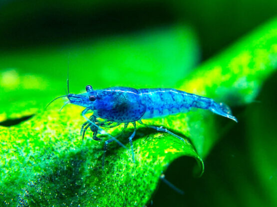 Dream-Blue-Shrimp