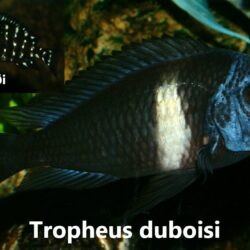 Tropheus Duboisi
