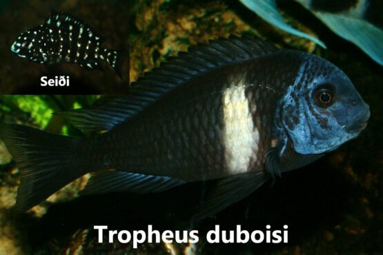 Tropheus Duboisi