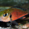 CALLOCHROMIS MACROPS NDOLE RED