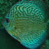 Discus Brilliant Turquoise