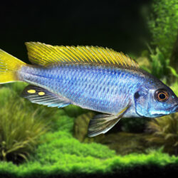 Pseudotropheus-sp.-Acei-Yellow-Tail-Acei-Cichlid