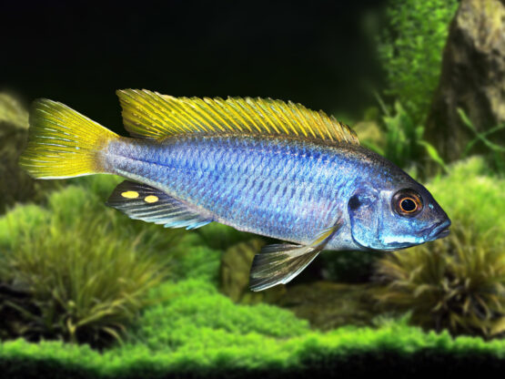 Pseudotropheus-sp.-Acei-Yellow-Tail-Acei-Cichlid