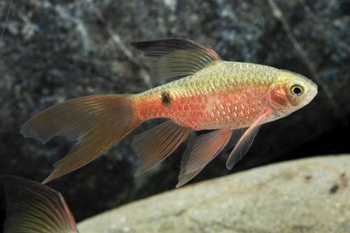 Rosy_Barb Long Fin