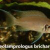Neolamprologus Brichardi