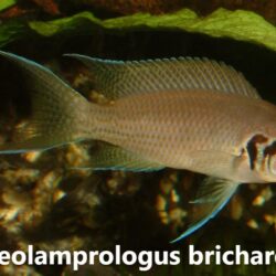 Neolamprologus Brichardi