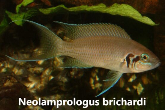 Neolamprologus Brichardi