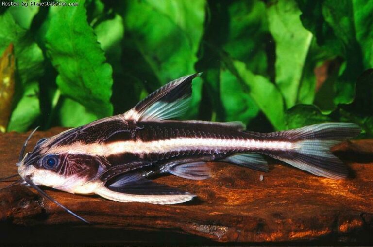 Striped Raphael catfish - Skrautfiskar.is