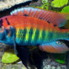 Haplochromis Nyererei
