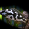 haplochromis-livingstonii