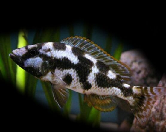 haplochromis-livingstonii
