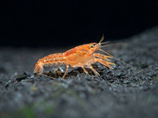 Orange-Dwarf-Crayfish