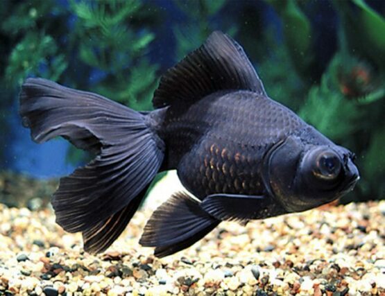 Black-Moor-Goldfish