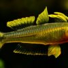 Forktail rainbow fish