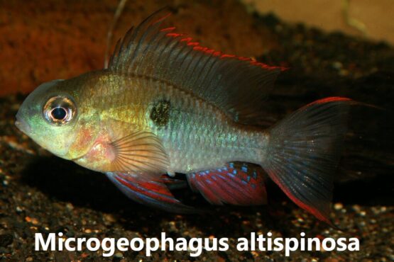 Bolivian Ram