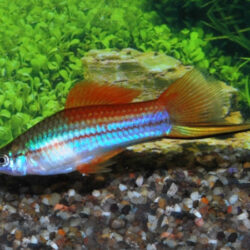 Neon-Swordtail-Xiphophorus-hellerii
