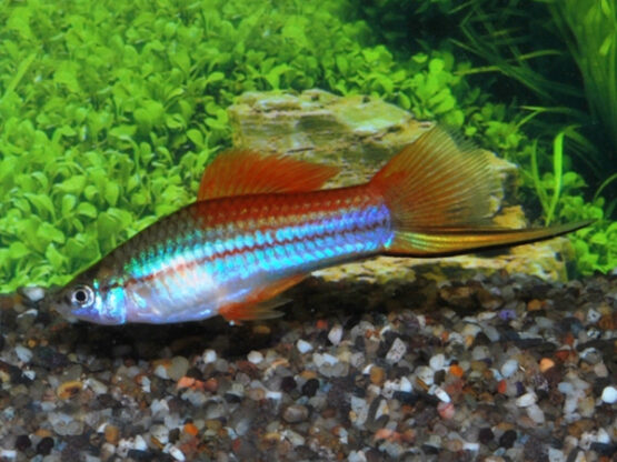 Neon-Swordtail-Xiphophorus-hellerii