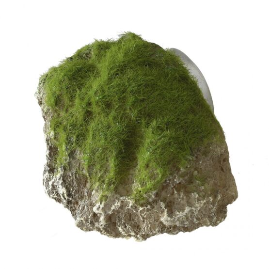 Moss Stone W.Suction cup