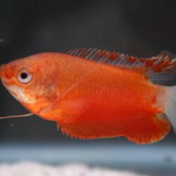 Thick-lipped Gourami Red