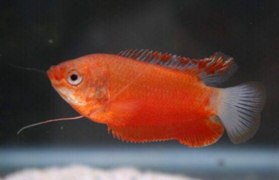 Thick-lipped Gourami Red