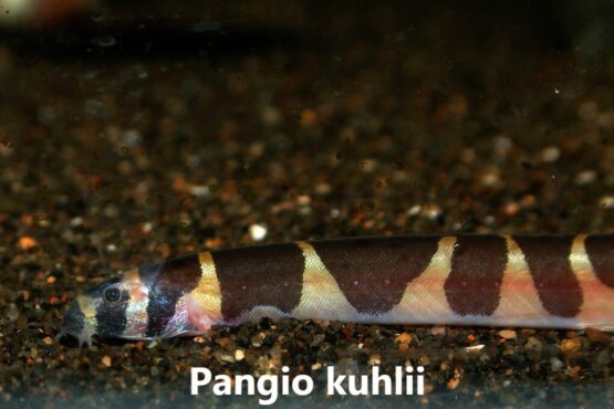 Kuhli Loach