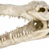 Crocodile skull 14cm