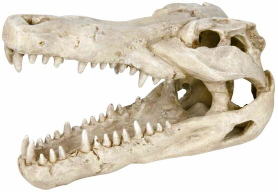 Crocodile skull 14cm