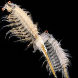 artemia brine shrimp