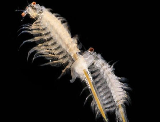 artemia brine shrimp