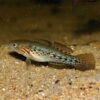 blue spotted gudgeon