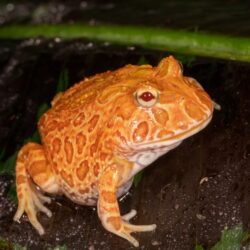 Strawberry Pac-Man Frog
