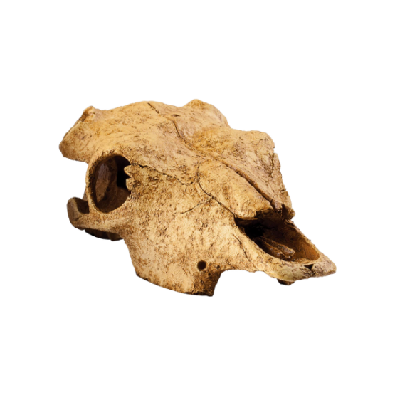 Exo-Terra Buffalo Skull