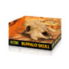 Exo-Terra Buffalo Skull