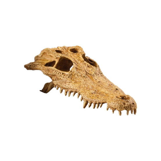 Exo-Terra Crocodile Skull