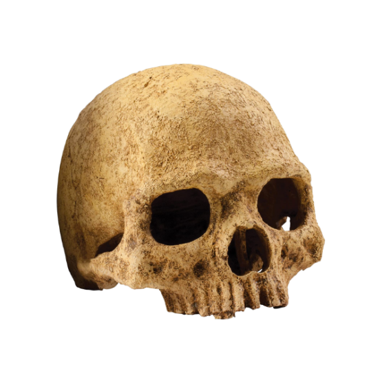 Exo-Terra Primate Skull