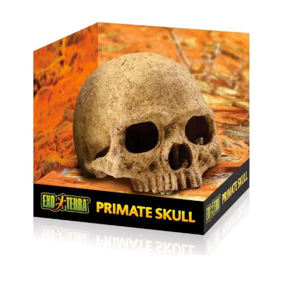 Exo-Terra Primate Skull