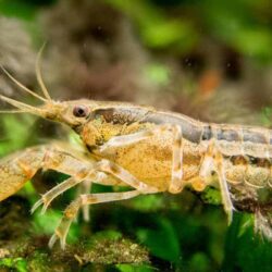 Brazos Dwarf Crayfish