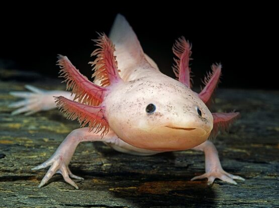 Axolotl Albino