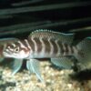 Neolamprologus Cylindricus