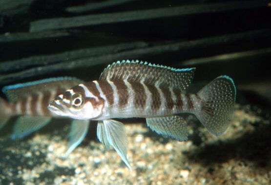 Neolamprologus Cylindricus