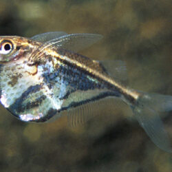 Marbled Hatchetfish