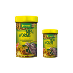Tropical Meal Worms - 2 stærðir