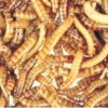 Mealworms small