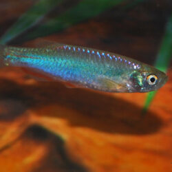 Pearl Danio