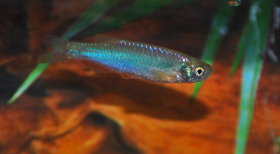 Pearl Danio